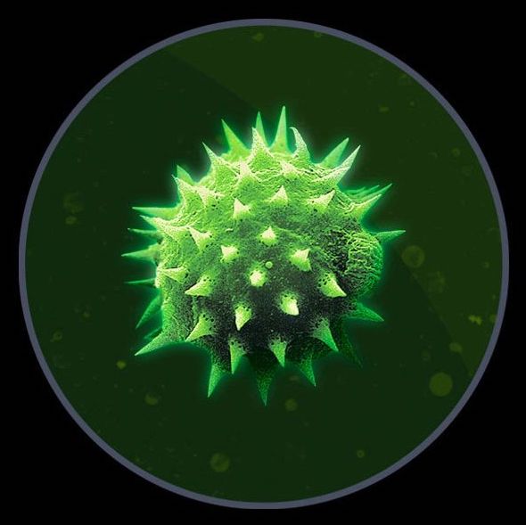 dyson-gen5detect-absolute-6